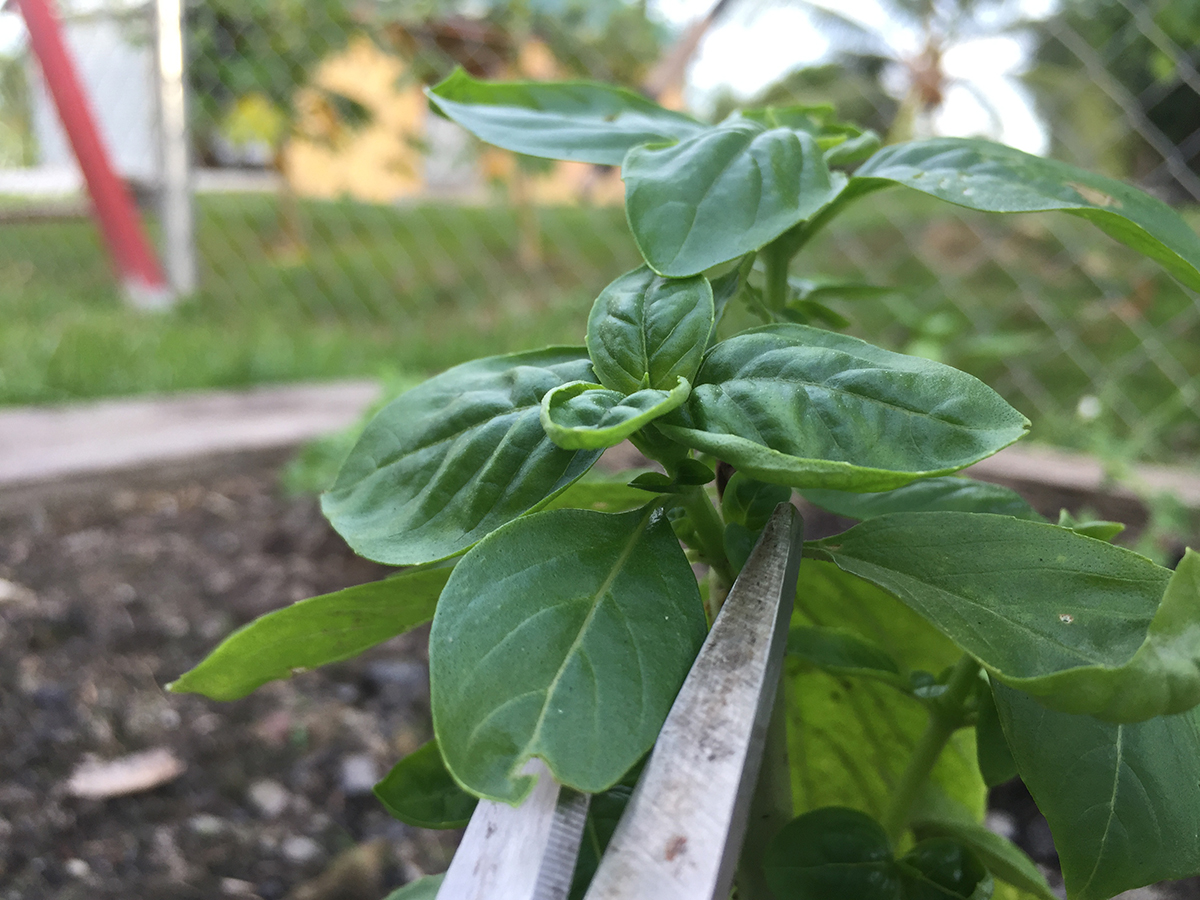 From Pruning to&nbsp;Pesto